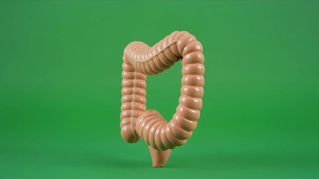 Rotating human colon anatomy model on green background.