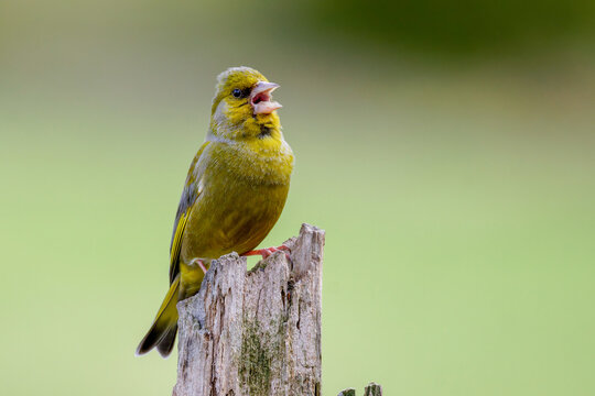 Gr&uuml;nfink (Carduelis chloris) M&auml;nnchen