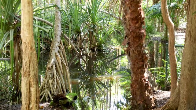 Tropical Garden Pond with Palm Trees and Mangrove Root Reflections