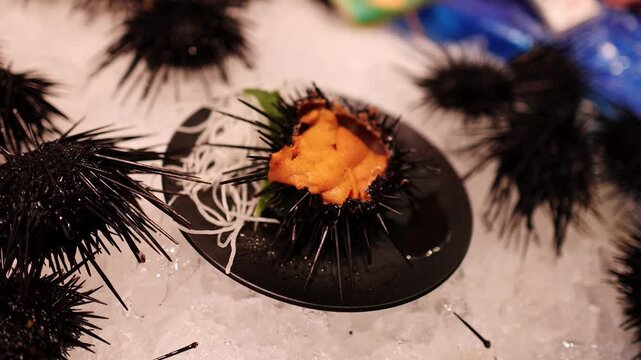 Fresh Sea Urchin Uni Sashimi Served in Shell on Ice
