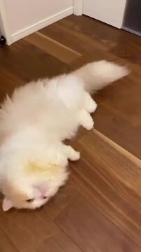 "Cute orange and white domestic cat exploring home interior"