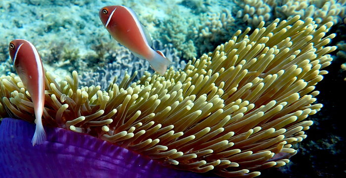 Philippines sea life