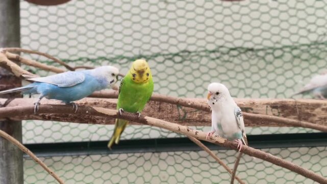 A video shows three colorful parakeets perched on a branch in an aviary