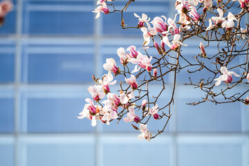 Magnolia and modern architecture © Joy