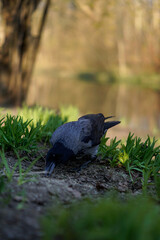 Fototapeta premium Hooded crow foraging for food in the ground in a public park