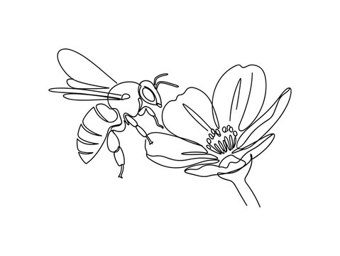 Bee and Flower Symbiosis. Minimalistic one-line drawing bee hovering near blooming flower showing pollination relationship, continuous single black line on