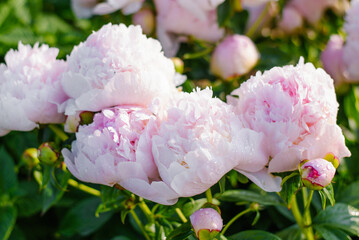 Obraz premium Group of Pink Peony Angel Cheeks Flowers in Garden