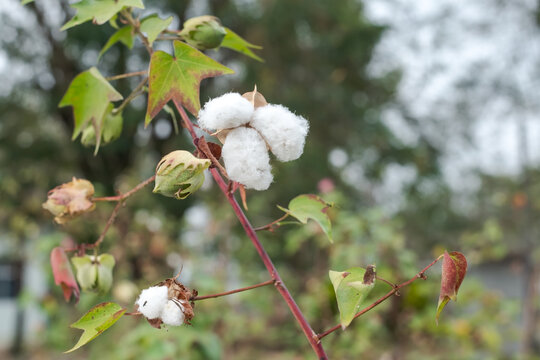 A blossoming organic white natural cotton plant in a field.