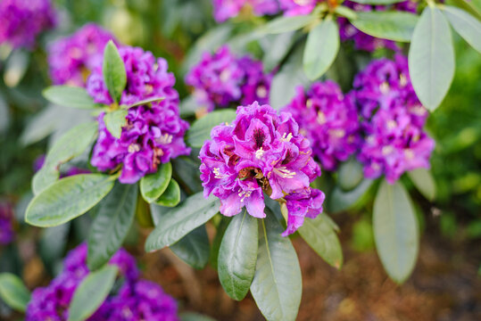 Blooming Purple Rhododendron Rasputin Bush
