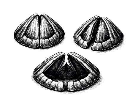 Barnacle operculum A realistic barnacle operculum with paired movable plates and defined edges, shown as the same operculum in three different positions. Black
