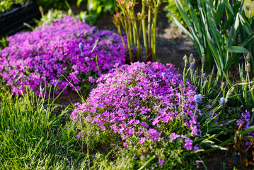 Obraz premium Phlox Divaricata And Grape Hyacinth In Spring Garden