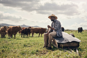 Naklejka premium Agriculture, herd and black man with cows in field for animal management, pasture grazing or security. Mature person, rancher and agro livestock for cattle farming, meat production and monitor safety