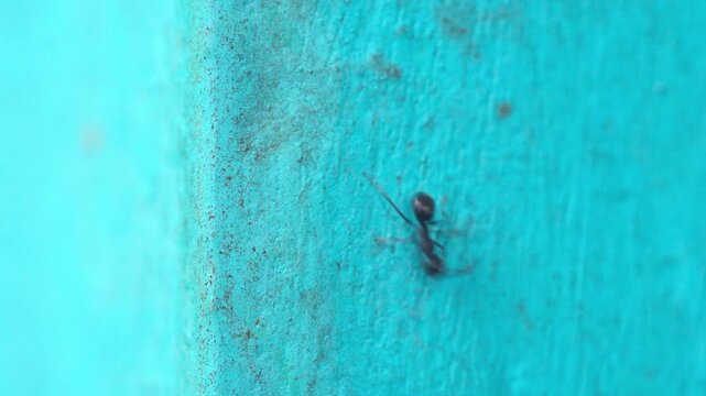 Close-up footage of several black ants moving fast and interacting on a bright blue wall, showcasing insect colony behavior.
