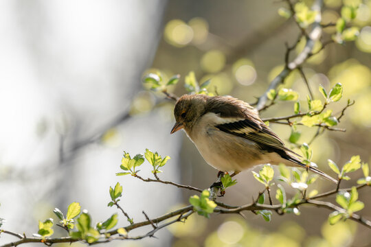Weiblicher Buchfink auf dornigem Zweig mit frischen Fr&uuml;hlingsbl&auml;ttern