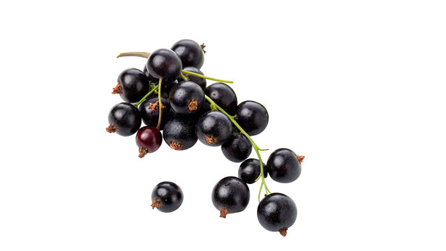 Bunch of black currants isolated on transparent background	