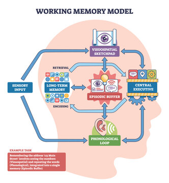 Working memory model concept, a brain flowchart linking sensory input, central executive, episodic buffer, and phonological loop, highlights control and integration. Outline diagram