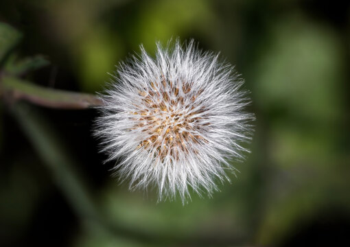 Common Sowthistle Sonchus oleraceus Yellow Flower in Bloom