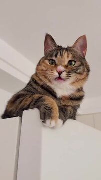 Funny tabby cat with big eyes and unique facial expression making a meme face.