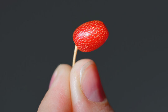Goumi berry. Elaeagnus multiflora fruit also known as gumi berry, nutritional superfood picked from botanical garden. Small oval red silverberry fruit held delicately by person's hand. Selective focus