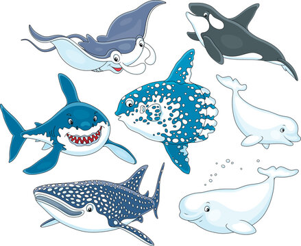 Cartoony sea animals with a manta ray, great white shark, orca, moonfish, beluga, dolphin and whale, a set of vector cartoon illustrations on a white background