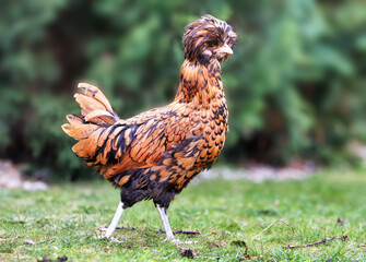 Poultry Farming And Rare Breeds Golden Laced Padovana Polish Chicken Walking On Green Grass In A Garden Setting Representing Sustainable Agriculture