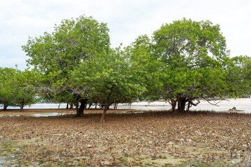 Mangrove trees growing in a coastal mangrove swamp, showcasing rich biodiversity and a unique tropical ecosystem. 