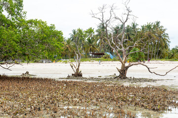 Mangrove trees growing in a coastal mangrove swamp, showcasing rich biodiversity and a unique tropical ecosystem. 
