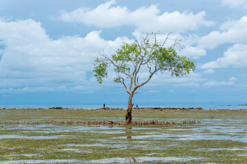 Mangrove trees growing in a coastal mangrove swamp, showcasing rich biodiversity and a unique tropical ecosystem. 