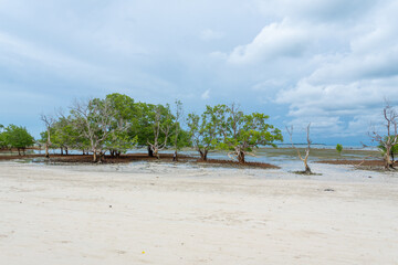 Mangrove trees growing in a coastal mangrove swamp, showcasing rich biodiversity and a unique tropical ecosystem. 