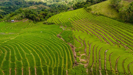 Stunning aerial view of the lush green Cadapdapan Rice Terraces in Candijay, Bohol. A beautiful example of traditional Filipino agriculture nestled in a tropical valley © Michele