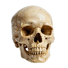 Fototapeta premium Detailed human skull rests on a white surface creating a stark contrast