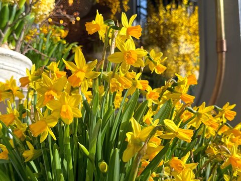 Yellow daffodils flowers