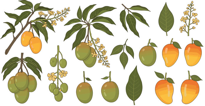 Mango tree elements collection with fruits, leaves, flowers and branches botanical vector illustration set isolated on white background