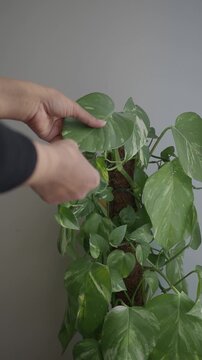 Woman hands examining large variegated pothos leaves on moss pole support indoors