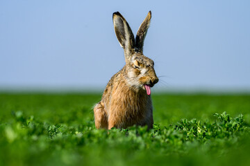 Brown hare sticking out tongue in green field © zorandim75