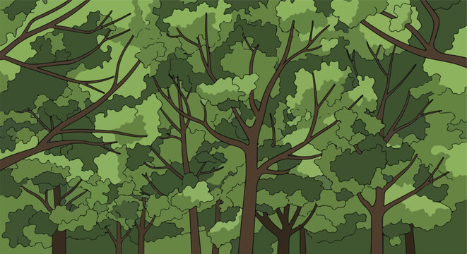 Dense canopy of trees with layered foliage and dark brown trunks