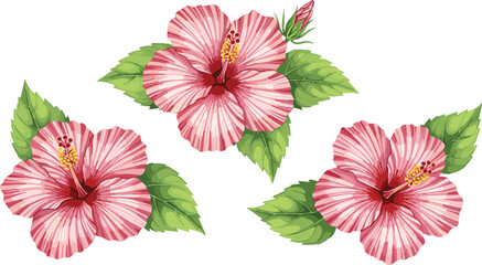 Obraz premium Pink hibiscus flowers with green leaves. Tropical floral set isolated. Botanical summer blossom illustration for decoration, nature design, and exotic garden themes.