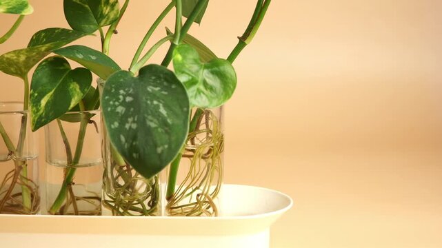 Panning shot of green houseplant cuttings propagating in water glass jars on white tray