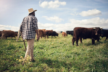 Naklejka premium Agriculture, herd and man with cows in field for animal management, pasture grazing or security. Black person, back of rancher and agro livestock for cattle farming, meat production or monitor safety
