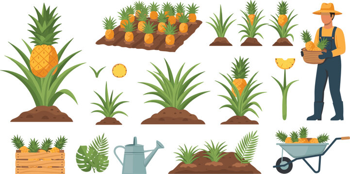 Pineapple cultivation process with farmer plants and harvest elements, tropical agriculture growth stages flat vector illustration collection for organic farming design