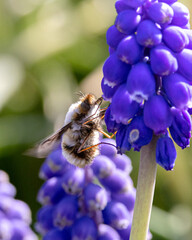 Wollschweber © ralf