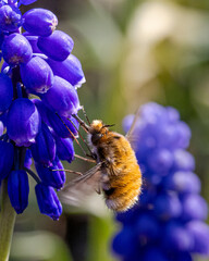 Wollschweber © ralf