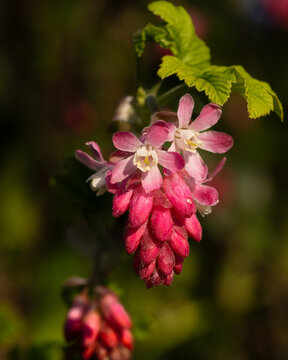 Johannisbeeren Bl&uuml;te