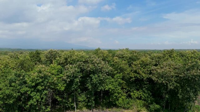 Aerial rising shot from a young agricultural field to reveal a lush teak forest canopy and distant mountains, Indonesia.