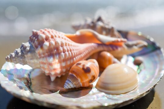 Several seashells rest on a shimmering abalone shell, suggesting a beach scene.