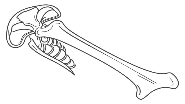 Detailed anatomical illustration of a human shoulder joint and humerus bone