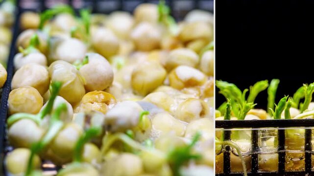 Pea Germination Hyperlapse Split View, Seed Sprouting Process Macro Dual Perspective
