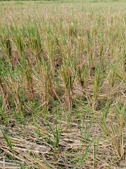 Obraz premium Rice Stubble in the Field After Harvest Season