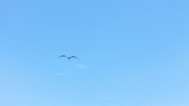Drone footage of majestic frigate bird soaring in the clear blue skies above coastline, with stunning ocean views below