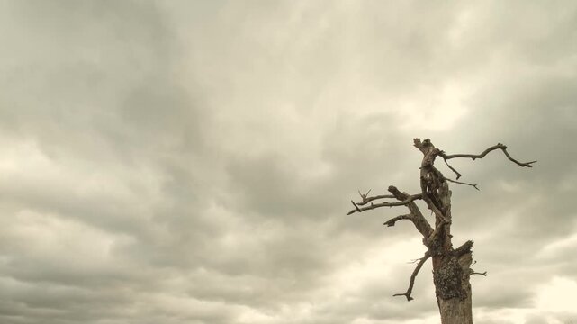 Lone dead tree under heavy gray clouds